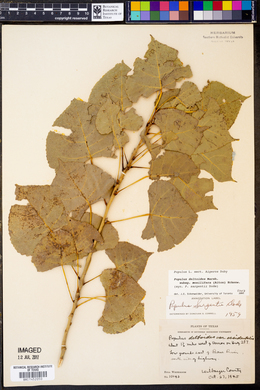 Populus deltoides subsp. monilifera image