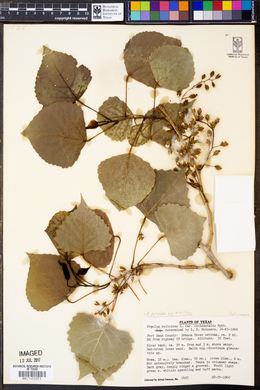 Populus deltoides subsp. monilifera image