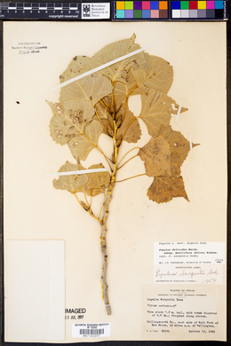 Populus deltoides subsp. monilifera image