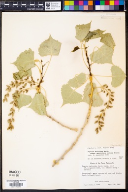 Populus deltoides subsp. monilifera image