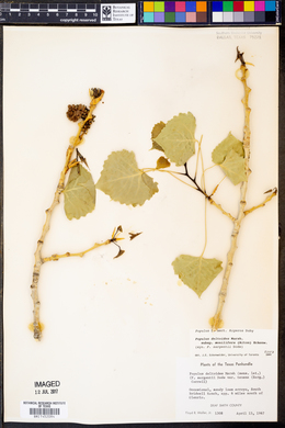 Populus deltoides subsp. monilifera image