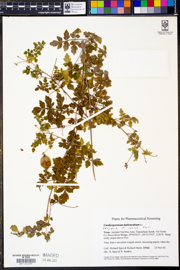 Serjania incisa image