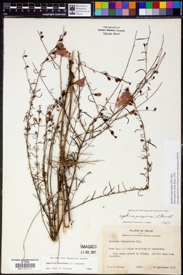 Agalinis purpurea image