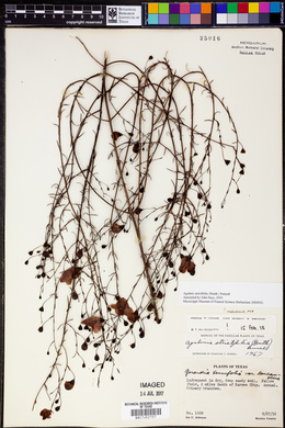 Agalinis strictifolia image