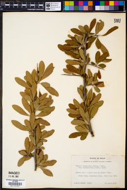 Bumelia oblongifolia image