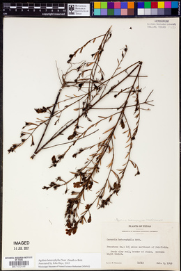 Gerardia heterophylla image