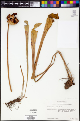 Sarracenia alata image