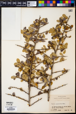 Bumelia angustifolia image