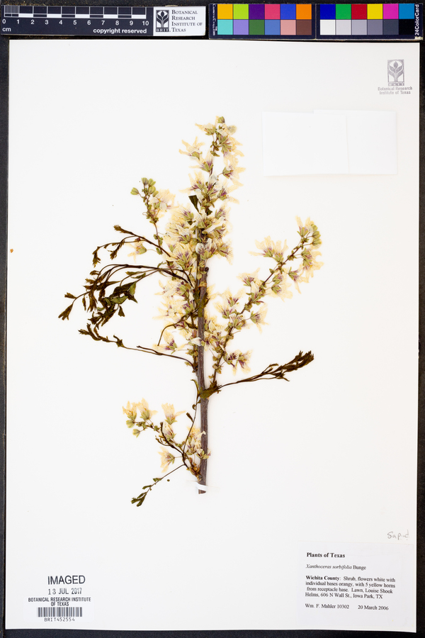 Xanthoceras sorbifolia image