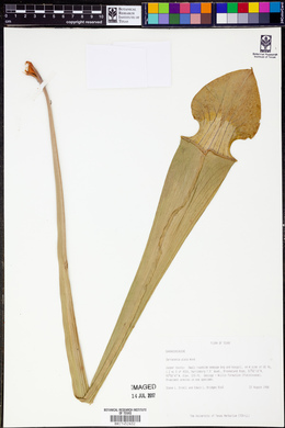 Sarracenia alata image