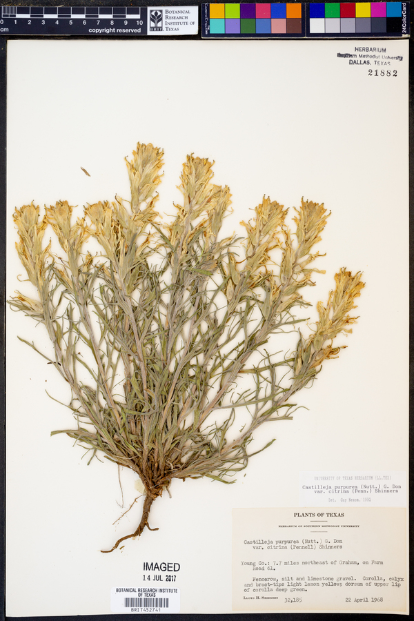 Castilleja purpurea var. citrina image