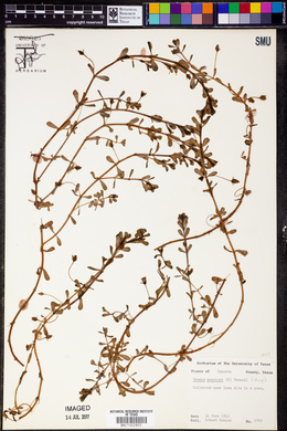 Bacopa monnieri image