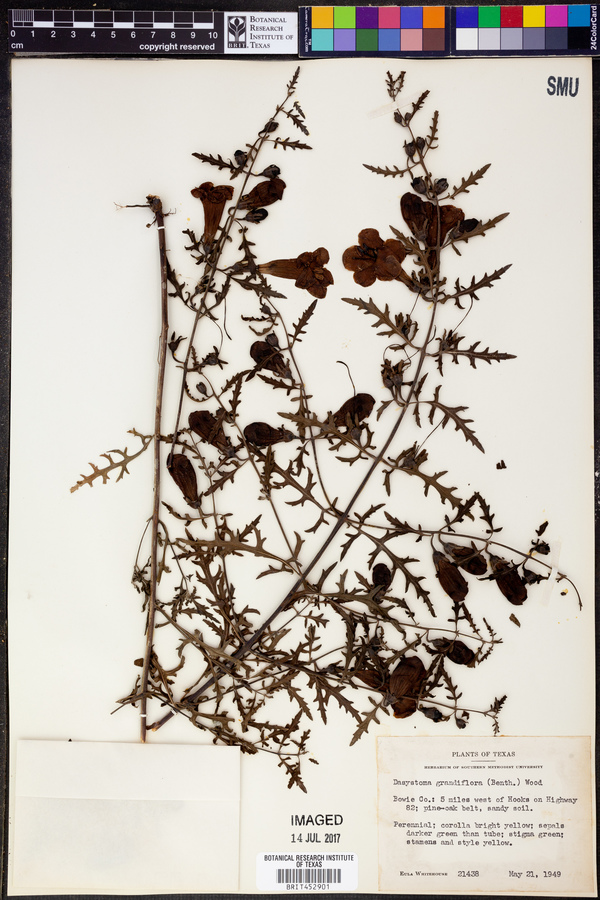 Dasistoma grandiflora image