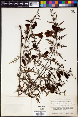 Image of Dasistoma grandiflora