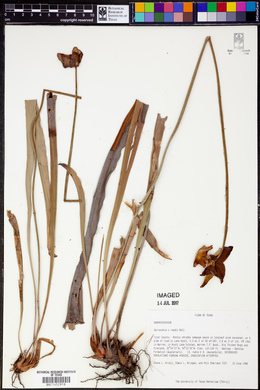 Image of Sarracenia x readii