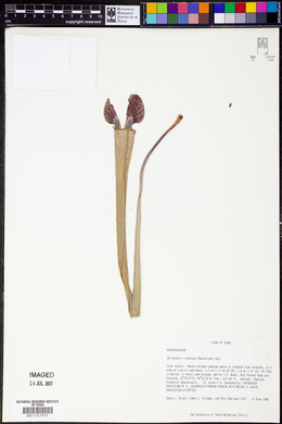 Image of Sarracenia x areolata