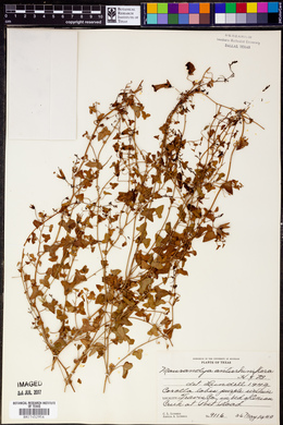 Maurandya antirrhiniflora image