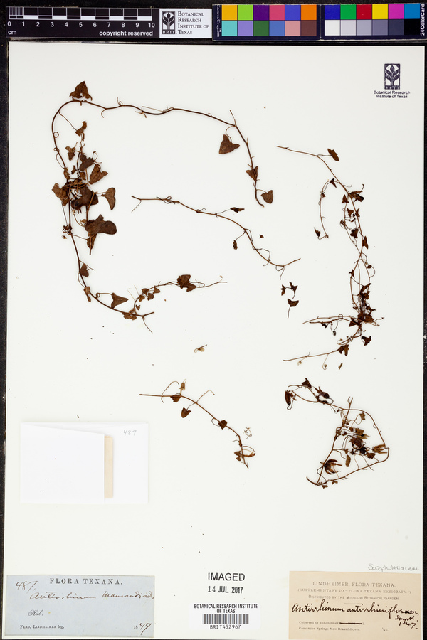 Antirrhinum antirrhiniflorum image