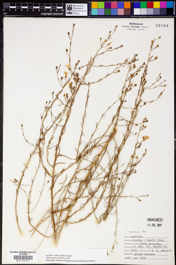 Agalinis viridis image