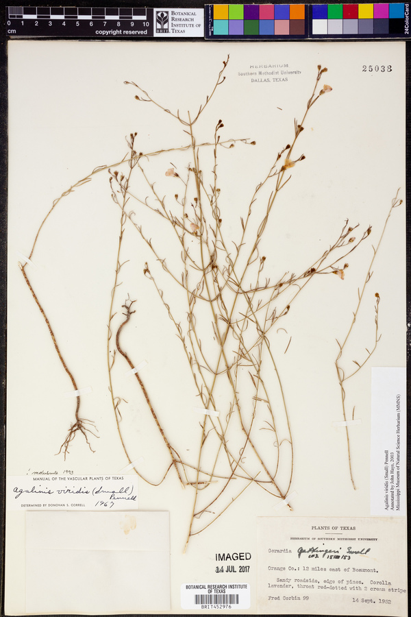 Agalinis viridis image