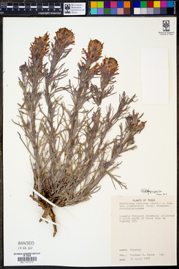 Castilleja purpurea var. lindheimeri image