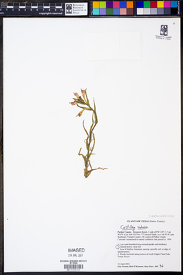 Castilleja indivisa image