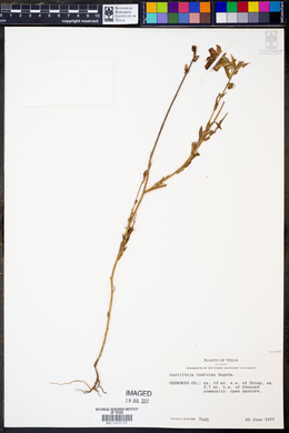 Castilleja indivisa image