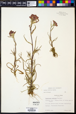 Castilleja indivisa image