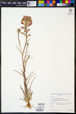 Castilleja indivisa image