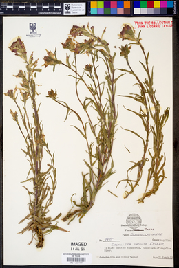 Castilleja indivisa image