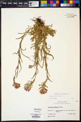 Castilleja indivisa image