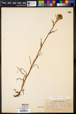 Castilleja indivisa image