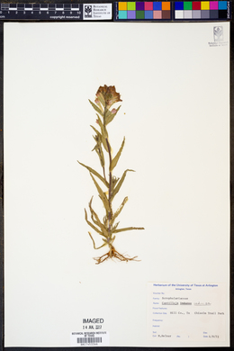 Castilleja indivisa image