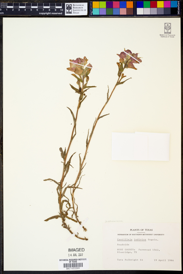 Castilleja indivisa image