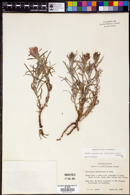 Castilleja purpurea var. lindheimeri image