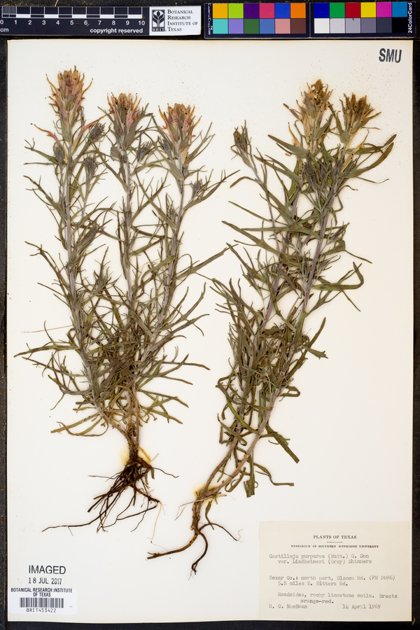 Castilleja purpurea var. lindheimeri image