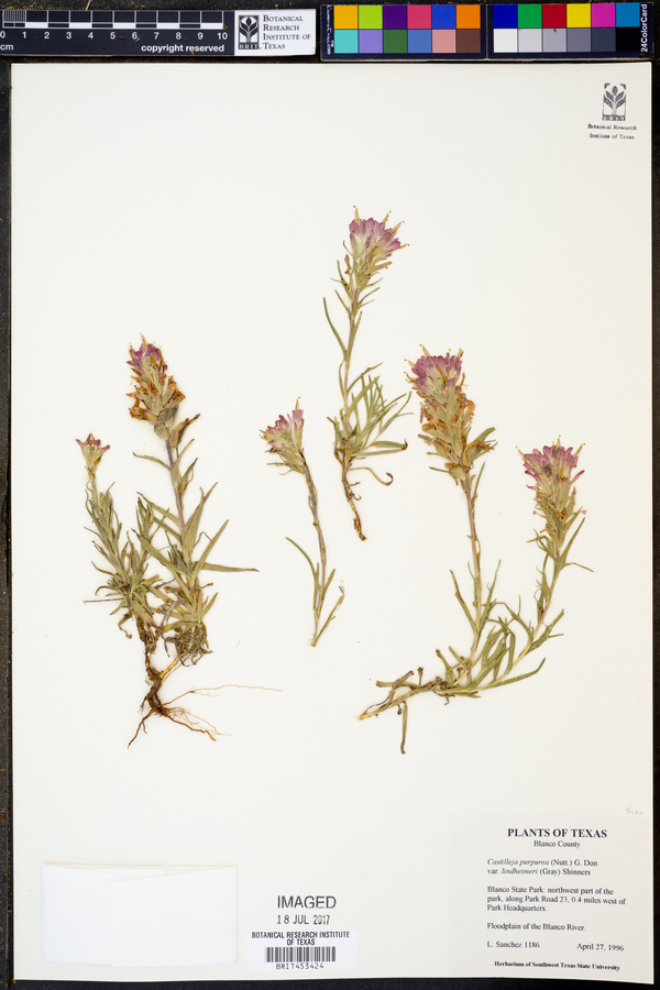 Castilleja purpurea var. lindheimeri image