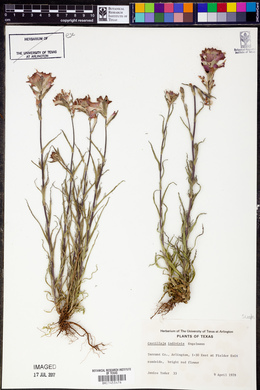 Castilleja indivisa image