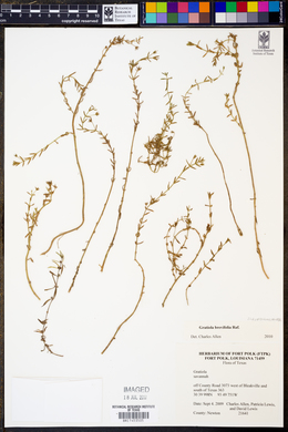 Gratiola brevifolia image