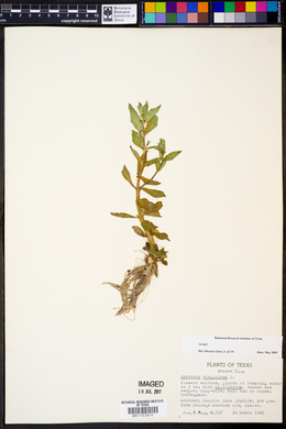 Gratiola virginiana image