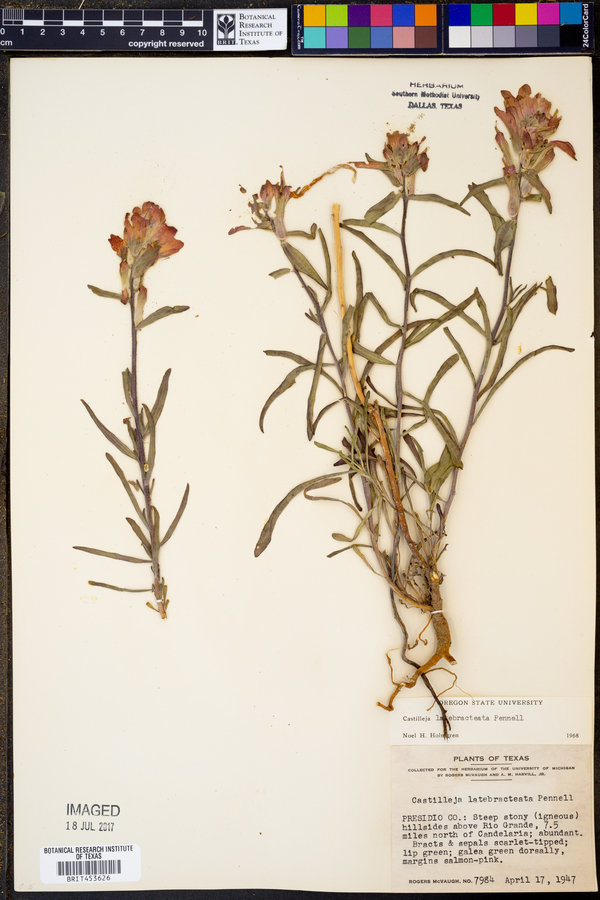 Castilleja latebracteata image