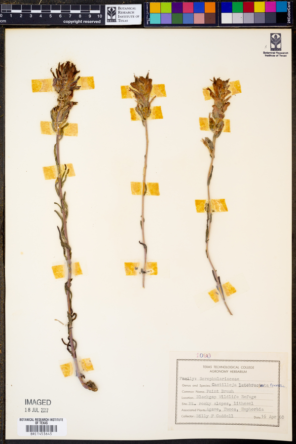Castilleja latebracteata image