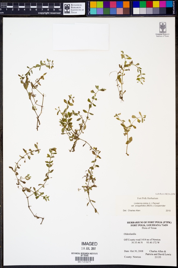 Lindernia dubia var. anagallidea image