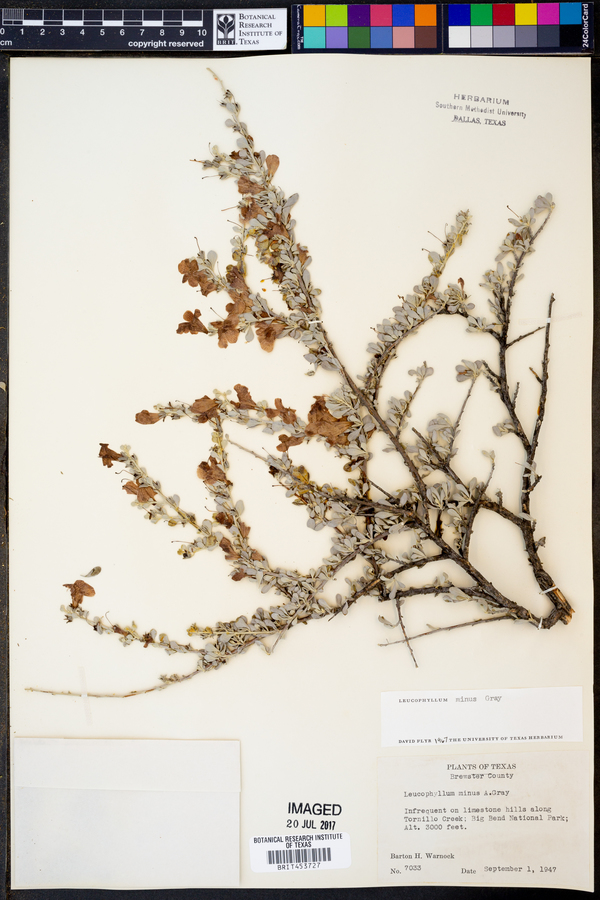 Leucophyllum minus image