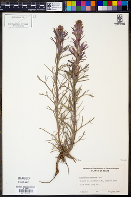 Castilleja purpurea image