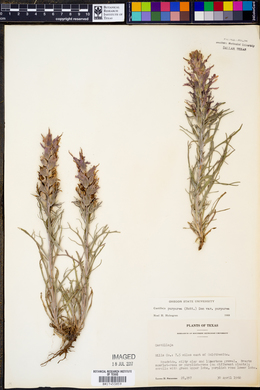 Castilleja purpurea image