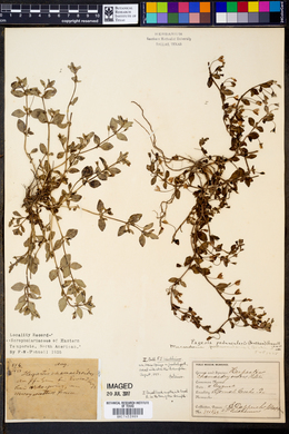 Image of Pagesia peduncularis