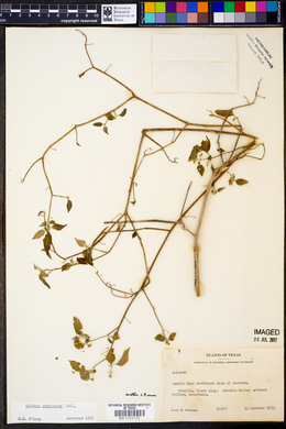 Solanum americanum image