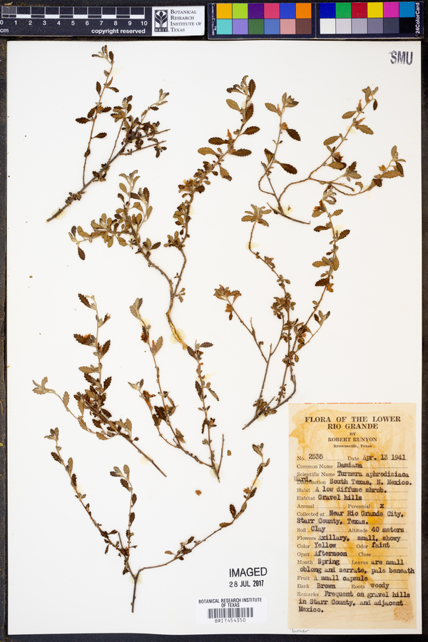 Turnera aphrodisiaca image