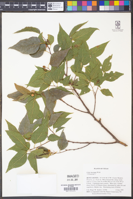 Celtis laevigata image